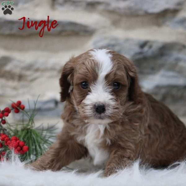 Jingle, Cavapoo Puppy